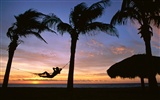 Fond d'écran Palm arbre coucher de soleil (2) #6