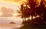 Fond d'écran Palm arbre coucher de soleil (2) #11