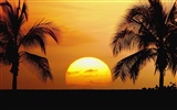 Fond d'écran Palm arbre coucher de soleil (2) #18