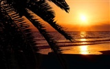 Fond d'écran Palm arbre coucher de soleil (2) #19