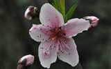 Reveal fragrant flowers (old Kang OK works) #12