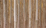Plant trees wallpaper (7) #17