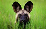 National Geographic животных обои альбом (5) #9