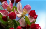 fleurs fond d'écran Widescreen close-up (11) #2