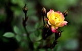 꽃의 HD 사진 모음 (1) #5