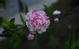 꽃의 HD 사진 모음 (1) #20
