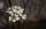 花のHD写真コレクション (2) #5