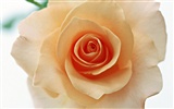 Rose Photo Wallpaper (4) #14