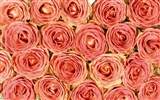 Rose Foto Wallpaper (5) #14