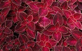 Widescreen wallpaper flowers close-up (12) #5
