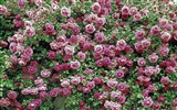 Widescreen wallpaper flowers close-up (12) #11