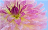 fleurs fond d'écran Widescreen close-up (12) #13