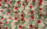 Tulip wallpaper album (3) #7