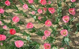 Tulip wallpaper album (3) #20