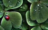 Velké zelené listy close-up květina tapety (1) #16