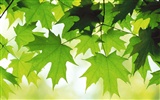 Large green leaves close-up flower wallpaper (2)