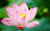 Shengruxiahua (Pretty in Pink 526 entries) #1