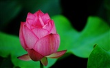 Shengruxiahua (Pretty in Pink 526 entries) #2