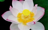 Shengruxiahua (Pretty in Pink 526 entries) #3
