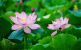 Shengruxiahua (Pretty in Pink 526 entries) #6