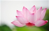 Shengruxiahua (Pretty in Pink 526 entries) #15