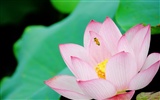Shengruxiahua (Pretty in Pink 526 entries) #19