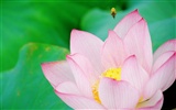 Shengruxiahua (Pretty in Pink 526 entries) #20