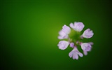 Blumen Makro (Pretty in Pink 526 Einträge) #6