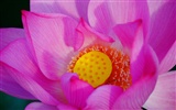 Flores (Pretty in Pink 526 registros) #18