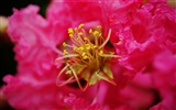 Flores (Pretty in Pink 526 registros) #19