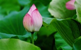 Lotus (Pretty в розовом 526 записей)