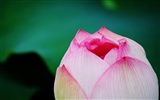 Lotus (Pretty in Pink 526 registros) #3