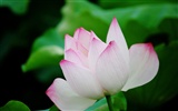 Lotus (Pretty in Pink 526 registros) #7