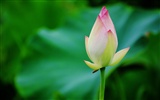 Lotus (Pretty in Pink 526 registros) #18