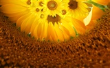 Krásné slunečnice close-up tapety (1) #6
