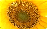 Krásné slunečnice close-up tapety (2) #7