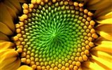 Beautiful sunflower close-up wallpaper (2) #8
