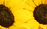 Beautiful sunflower close-up wallpaper (2) #11
