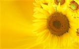 Beautiful sunflower close-up wallpaper (2) #15