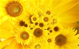 Beautiful sunflower close-up wallpaper (2) #20