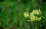 Macro Flower Grass (2) (genzhukou Werke) #7