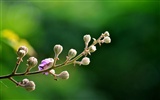 Makro květ tráva (2) (genzhukou práce) #8
