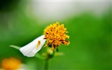Macro Flower Grass (2) (genzhukou Werke) #17
