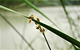 Macro Flower Grass (2) (genzhukou Werke) #28