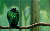 Widescreen Wallpapers Collection animale (12) #18