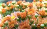 Květiny zelený list close-up tapety (3) #4