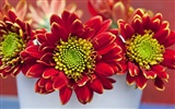 fleurs fond d'écran Widescreen close-up (14)