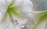fleurs fond d'écran Widescreen close-up (14) #4