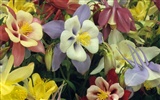 Widescreen wallpaper flowers close-up (14) #18