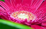 fleurs fond d'écran Widescreen close-up (15)